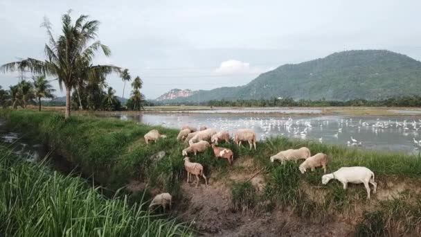 Sheep and goats grazing grass beside paddy field at Penang, Malaysia. — Stock Video