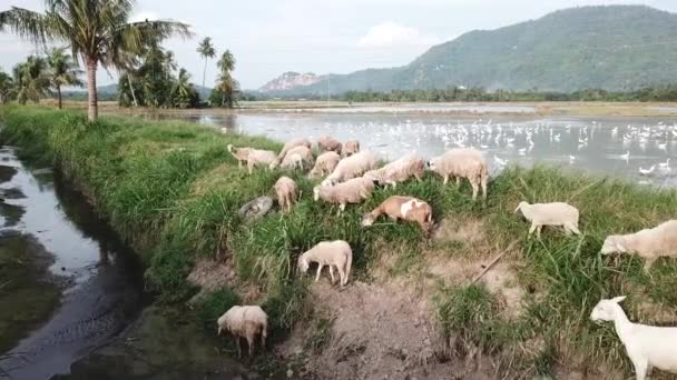 Vlieg over geiten en schapen grazend gras in het veld naast kleine rivier. — Stockvideo