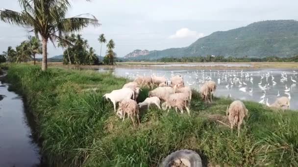 Εναέρια αγέλη αιγών που βόσκουν σε αγρούς στο Penang της Μαλαισίας. — Αρχείο Βίντεο