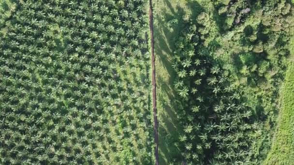 Aerea vista dall'alto verso il basso piantagione di palma da olio in serata. kedah . — Video Stock