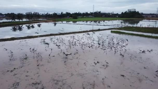 Ásia openbill voar para paddy campo olhar para caracol no paddy campo . — Vídeo de Stock