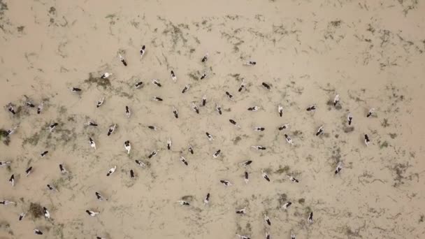 Flygfoto asiatisk openbill i Paddy fält söker mat. — Stockvideo