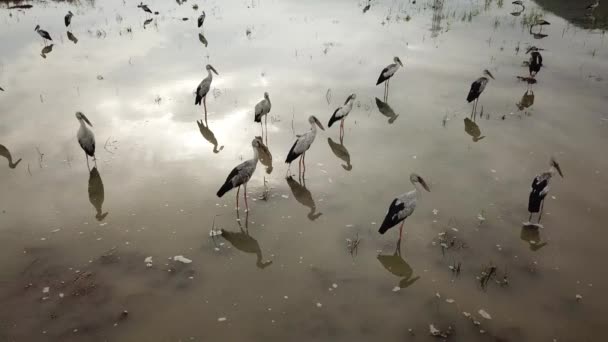 Asiático openbill caminar en inundado arrozal campo . — Vídeos de Stock