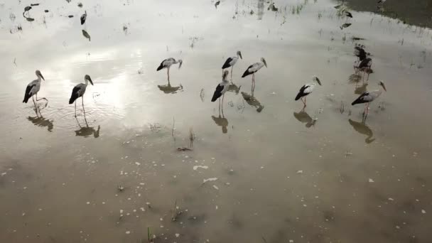 Bocian azjatycki spaceruje po polu rybackim. Dwie walki ptaków za pomocą dzioba. — Wideo stockowe