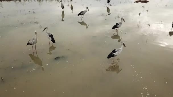 Asiatischer Riesenschnabel (Anastomus Oscitans) mit Spiegelung im Wasser. — Stockvideo