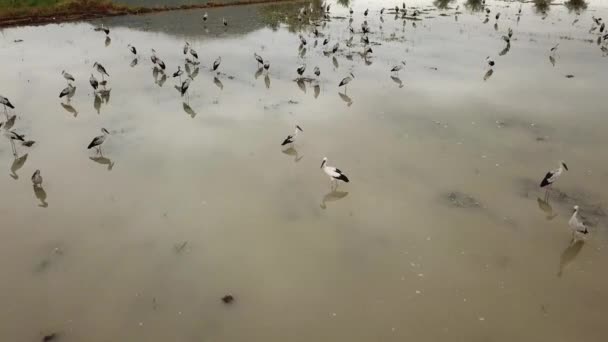 Fly over Asian openbill birds. — Stock video