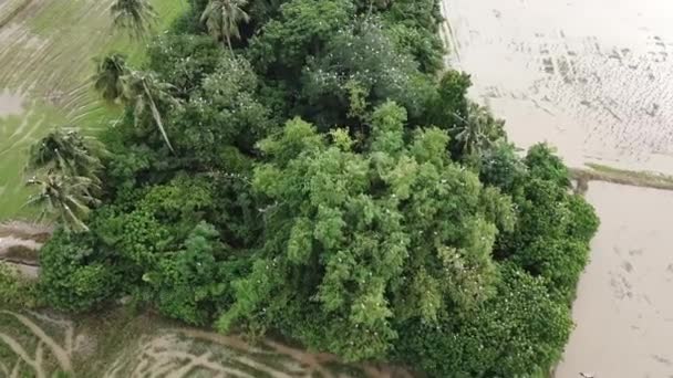 Le bec-ouvert asiatique reste à l'habitat buisson vert . — Video