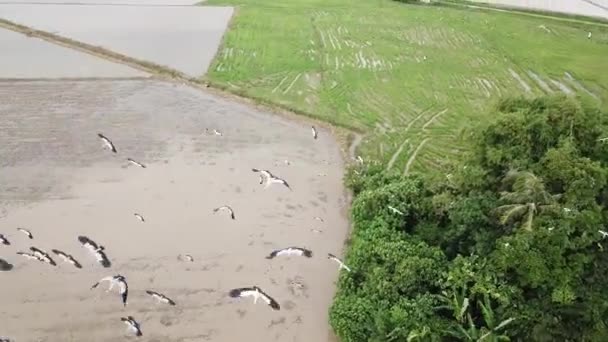 Aerial follow Asian openbill voando no campo de paddy . — Vídeo de Stock