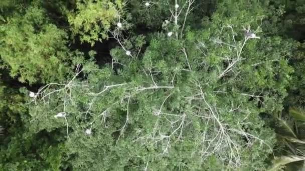Wznoszące się spojrzenie w dół azjatycki openbill bocian reszta na drzewie. — Wideo stockowe