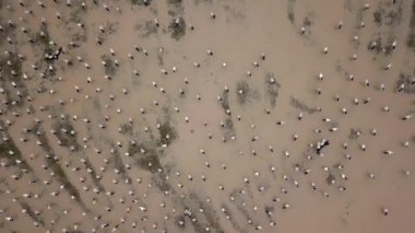 Sel basmış çeltik tarlasında Asya açılış tasarısı.