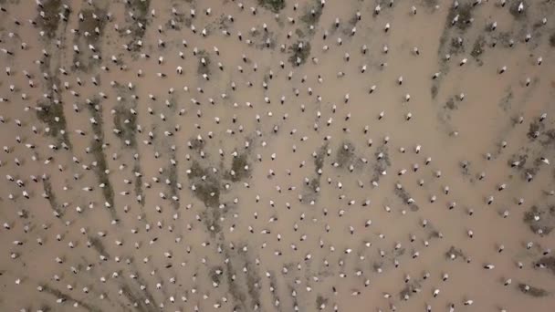아시아 벌통은 논에서 쉬고 있다. — 비디오