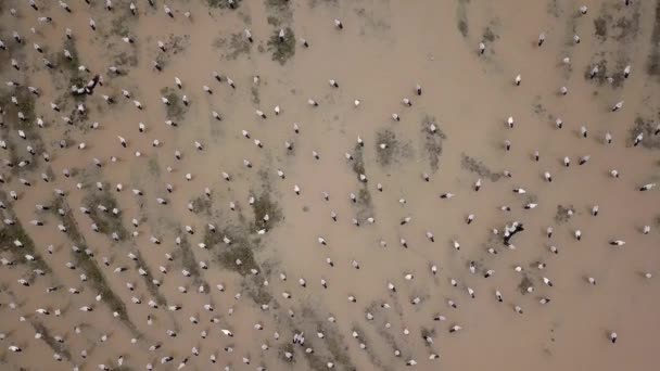 Asian openbill in flooded paddy field. — Stock Video