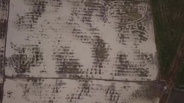 Göç kuşu Asya açılış gagalı leyleği tarladan tarlaya uçar..