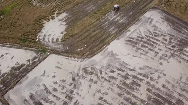 Letecký pohled bílá volavky létat kolem traktoru hledání potravin. — Stock video