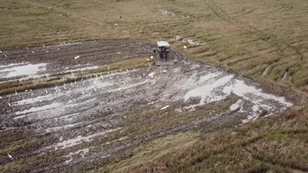 Arado del tractor de tiro de dron aéreo en el arrozal . — Vídeo de stock