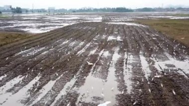 Havadan aşağıya doğru beyaz turna kuşları çeltik tarlasının üzerinde uçuyor..