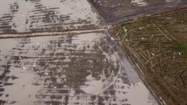 Beyaz balıkçıl kuşları tarlada uçar..