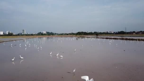 Flieger überfliegen Schar von Seidenreihern auf Nahrungssuche im überfluteten Wasser. — Stockvideo