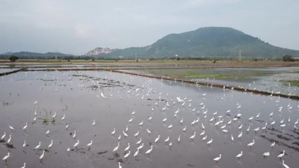 Luchtvlieg over een groep kraanvogels op het rijstveld. — Stockvideo