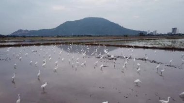 Bukit Mertajam, Penang 'daki çeltik tarlasında vinç kuşlarının yaşam alanının üzerinde uçuyorlar..