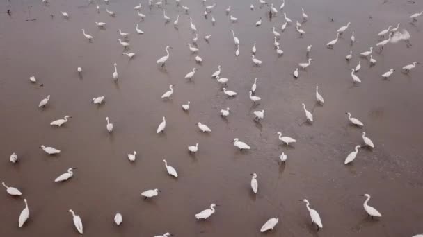 Egrets pájaro en un campo . — Vídeos de Stock