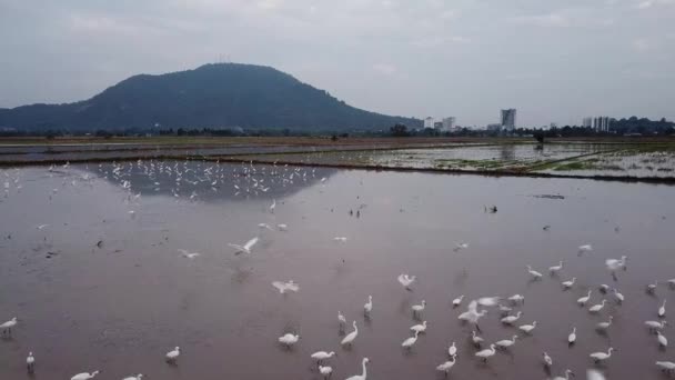 Bukit Mertajam, Penang 'daki pirinç tarlasında uçan güzel beyaz turna.. — Stok video