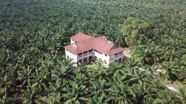 Aereo volare via abbandonato 99 porte palazzo in piantagione di palma da olio . — Video Stock