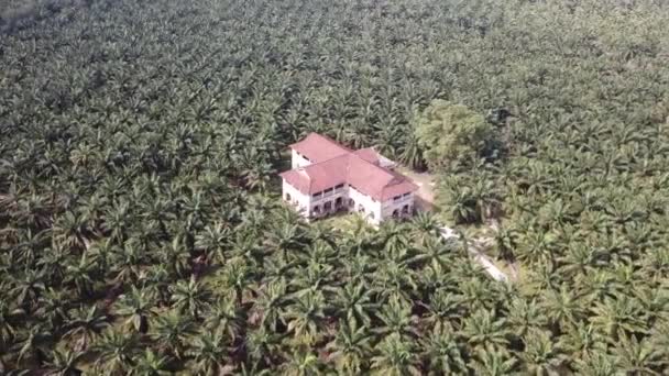 Aerial 99 door mansion surrounded by oil palm trees in morning. — Stock Video