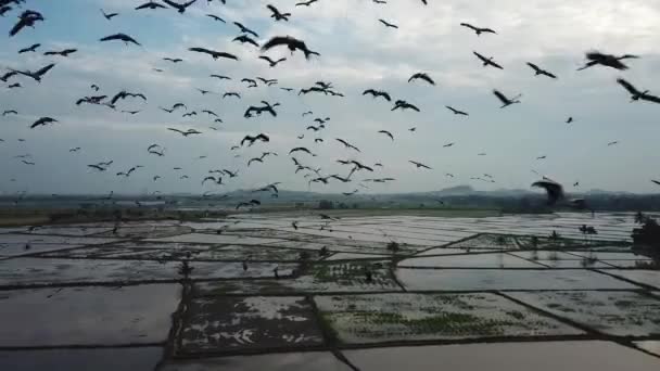 Flygfoto tusen asiatiska open bill flyga fritt på himlen Malaysia, Sydostasien. — Stockvideo