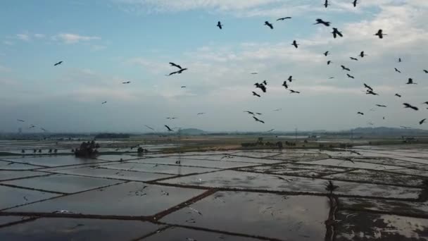 Manada de cigüeña asiática mosca en el cielo en Malasia, sudeste asiático . — Vídeo de stock