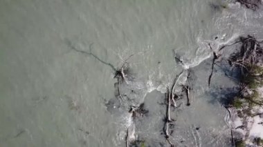 Hava devriyesi Tanjung Piandang, Perak 'taki çıplak mangrov ağacına bak..