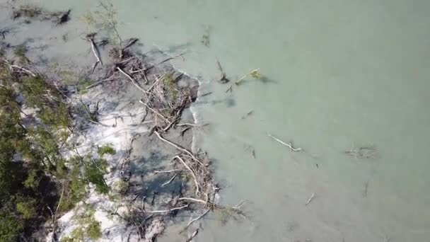 Повітряний вид голий мангровий дерево в Танджунг П'яндан, Перак. — стокове відео