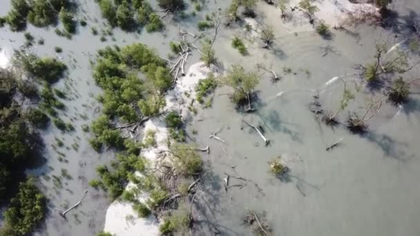 Белый песок и мангровое дерево в Танджунг Пьянданг, Перак . — стоковое видео