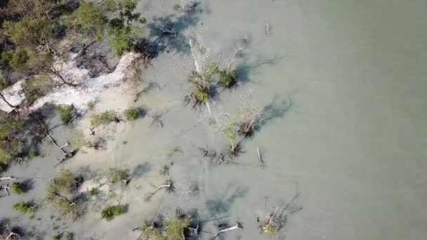 Flygfoto mangrove träd på kvällen i Malaysia. — Stockvideo