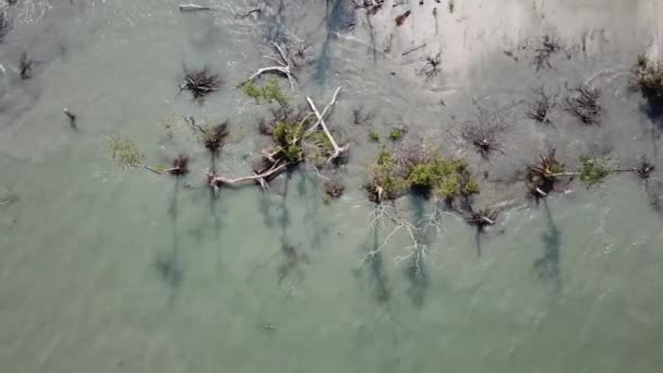 Vista aerea albero di mangrovia nudo con qualche nuova foglia a Tanjung Piandang, Perak . — Video Stock