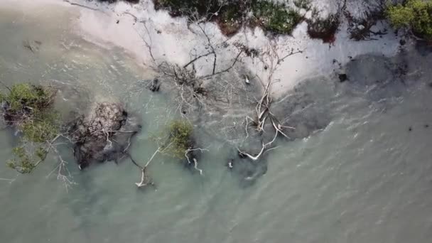 Malezya 'daki kuru, çıplak mangrov ağaçlarına ve beyaz kumlara bakıyorum.. — Stok video