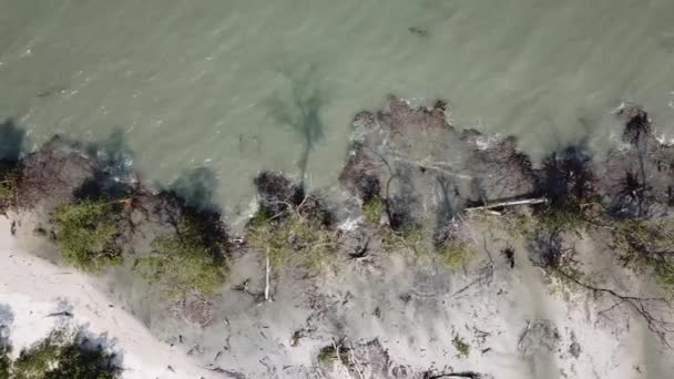 Luchtglijdende blik langs de mangroveboom bij wit zand — Stockvideo