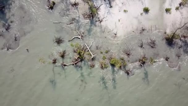 Повітряний вид мангрового дерева біля білого піску й моря в Малайзії.. — стокове відео