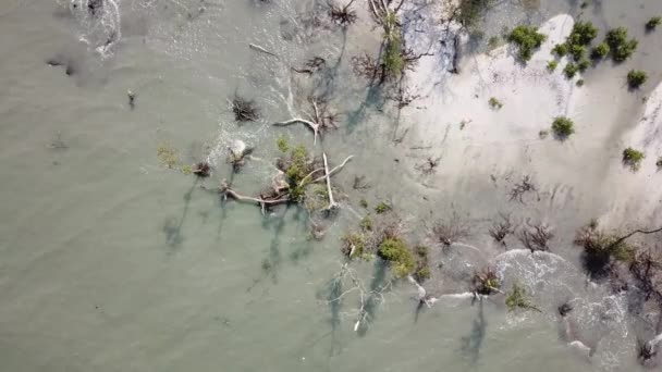 Aerial view mangrove fa és fehér homok közelében tengerpart Malajziában.. — Stock videók