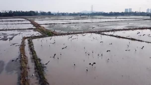 Asiatiska Openbill Storks vid våtmarker (inland) — Stockvideo