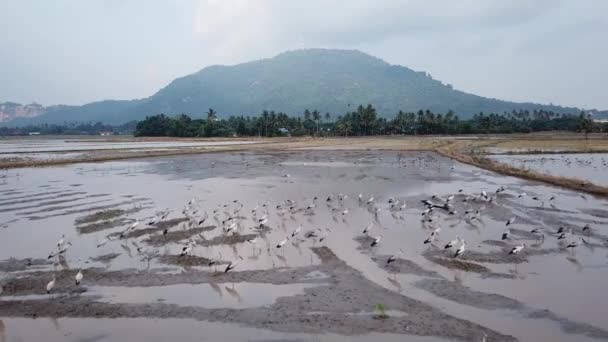 Cegonha-de-bico-verde-asiática vive em áreas agrícolas, como arrozais alagados . — Vídeo de Stock