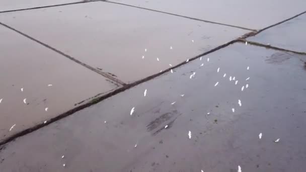 Aérien suivre aigrettes oiseau tourner 360 degrés mouche dans le champ de paddy inondé . — Video