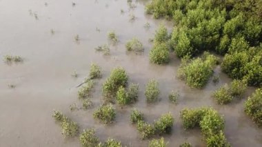 Kertenkele, Kuala Muda, Kedah 'da çamurun içinde yiyecek arıyor..