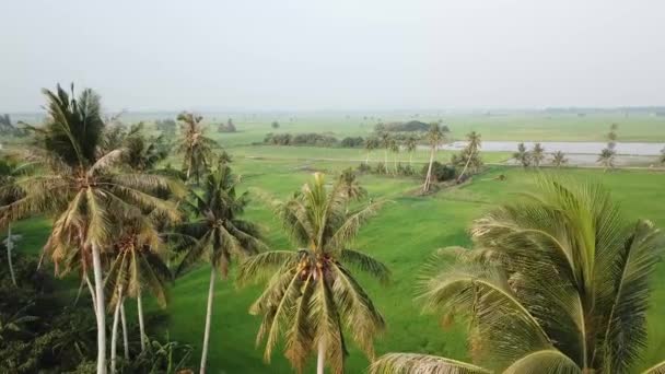 Área rural de campo de arrozal — Vídeo de Stock
