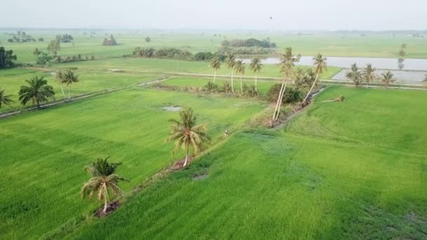 Aerial view of green paddy field on east asia — Stock Video