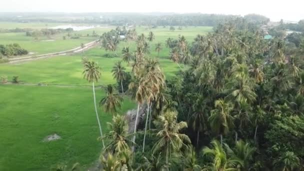 Aerial scenery green rice paddy field at Kuala Muda — Stock Video