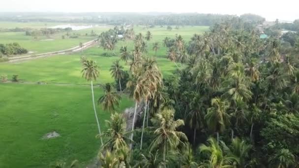 Paesaggio aereo risaia verde a Kuala Muda — Video Stock