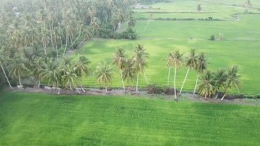 Havadan hindistan cevizi ağaçlarıyla yeşil çeltik tarlasına bak.