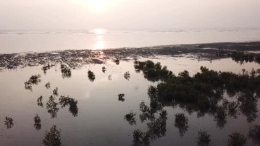 Siluet genç mangrov ağacı kıyı şeridinde