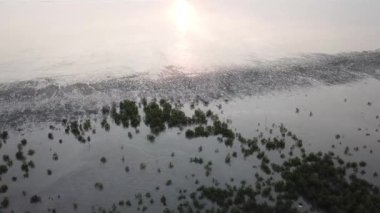 Güneş batarken havadan inen mangrov ormanı